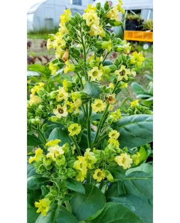 Aztec Tobacco