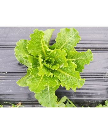 Lettuce ‘Crisp Mint’ AKA ‘Erthel’ 