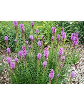 Purple Blazing Star AKA Liatris 