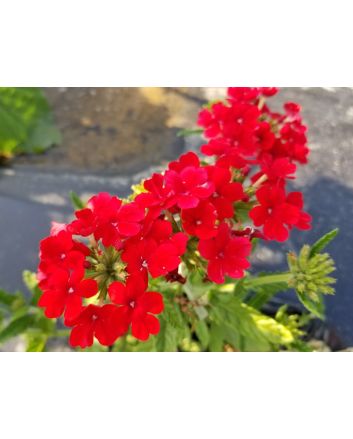 Verbena 'Shades of Liberty' 