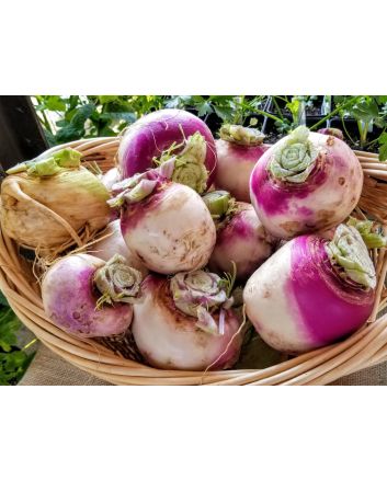 Turnip 'Purple Top'