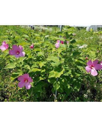 Single Pink Hibiscus