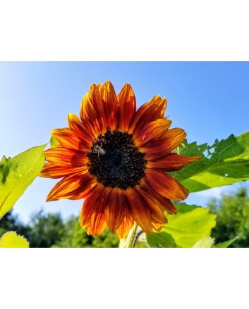 Sunflower 'Velvet Queen'