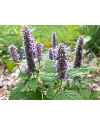 Anise Hyssop 'Blue Fortune' 