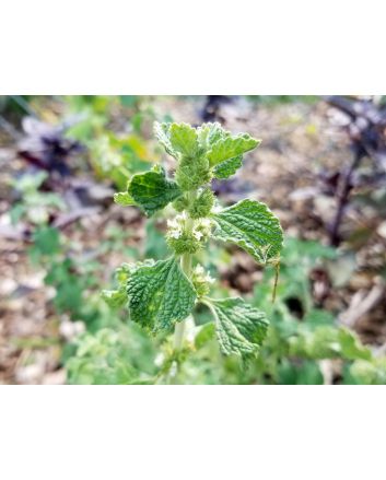 White Horehound 
