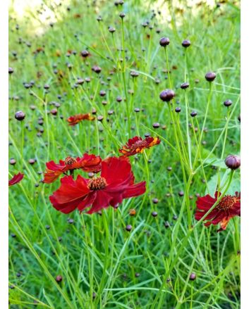 Plains Coreopsis 'Dwarf Red' AKA 'Mahogany Midget' 