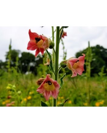 Flowering Tobacco 'Big Mouth' 