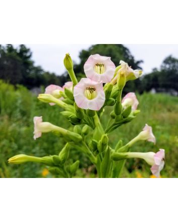 Tobacco 'Scherazi' 