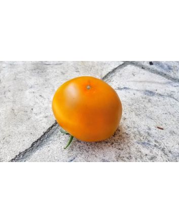 Tomato 'Thorburn's Terra Cotta' 