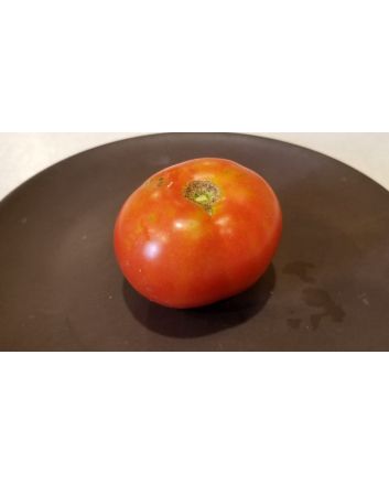 Tomato 'Beaverlodge Slicer' 