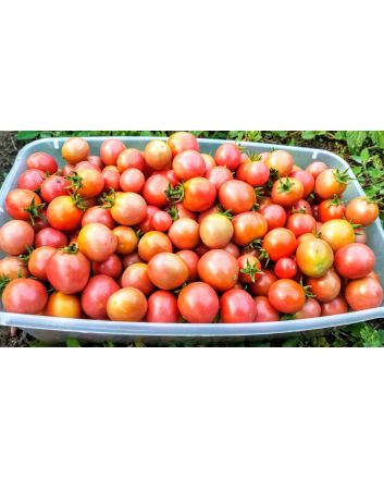 Tomato 'Garden Pearl' Seeds (Naturally Grown)