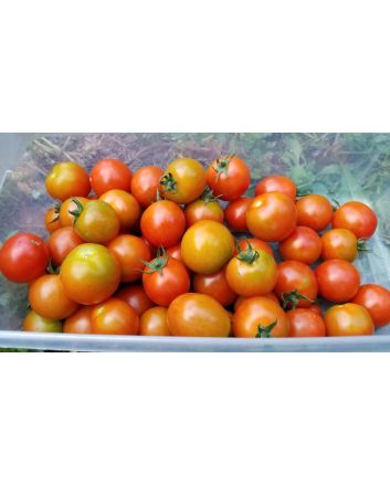 Tomato 'Sakura F2' Seeds (Naturally Grown)