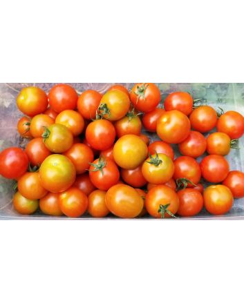 Tomato 'Sakura F2' Seeds (Naturally Grown)