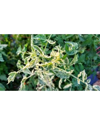 Tomato 'Variegated' AKA 'Splash of Cream'