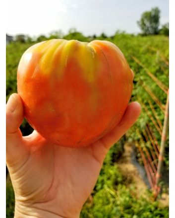 Tomato 'Monomakh's Hat'