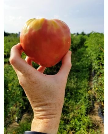 Tomato 'Monomakh's Hat'