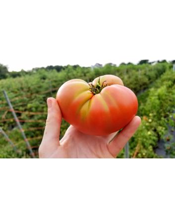 Tomato 'New Big Dwarf'