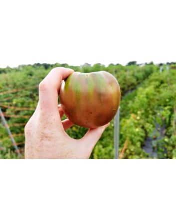 Tomato 'Black Sea Man' Seeds (Naturally Grown)