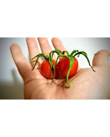 Tomato 'Renegade Spider' 