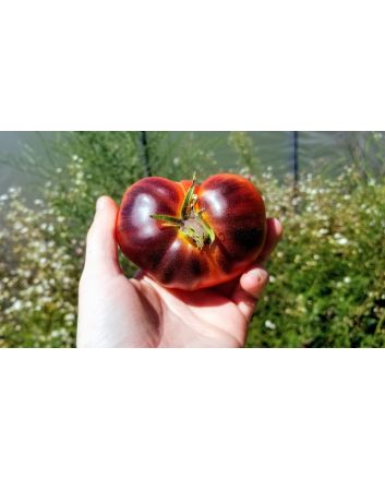 Tomato 'Thunder Mountain' 
