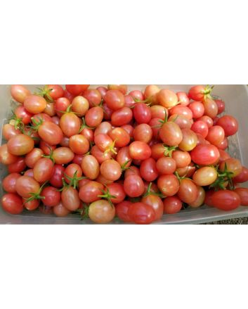 Tomato 'Pink Grape' Plant