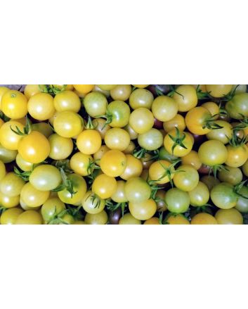 Tomato 'Snow White'
