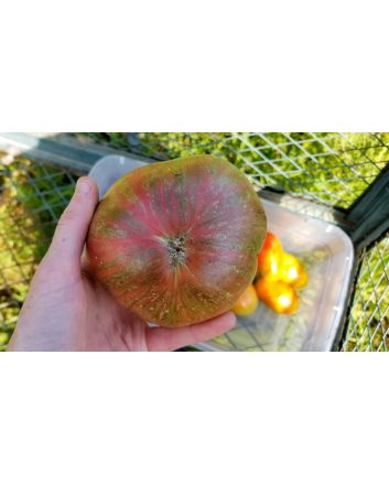 Tomato 'Chloe' Seeds
