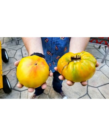 Tomato 'Walter's Candy Stripe' 