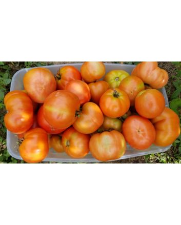 Tomato 'Mountain Princess'