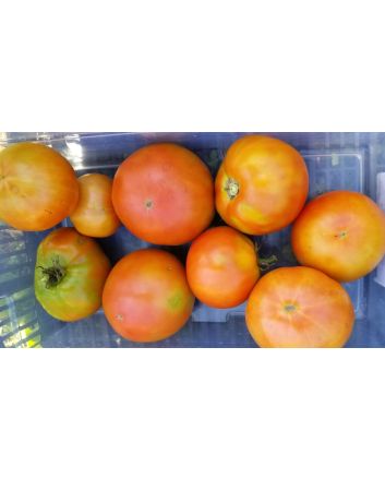 Tomato 'Cuostralee'
