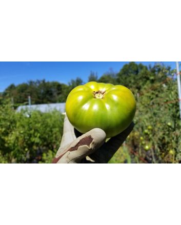 Tomato 'Cherokee Green'
