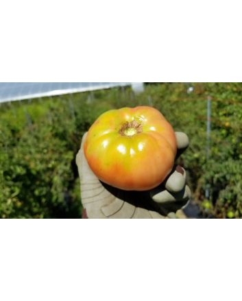 Tomato 'Omar's Lebanese' 