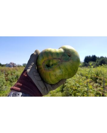 Tomato 'Berkely Tie-Dye'