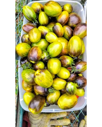 Tomato 'Atomic Fusion' 