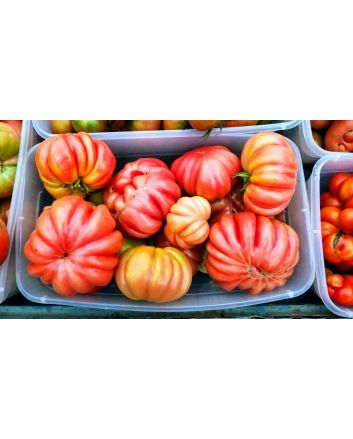 Tomato 'Mushroom Basket' 