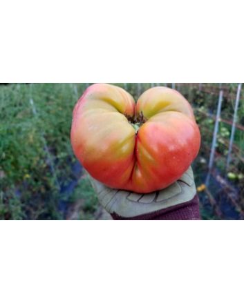 Tomato 'Marianna's Peace' Seeds (Naturally Grown)