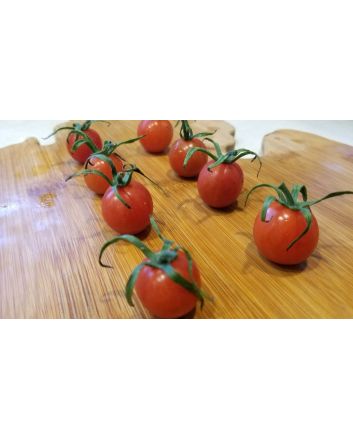 Tomato 'Renegade Spider' 