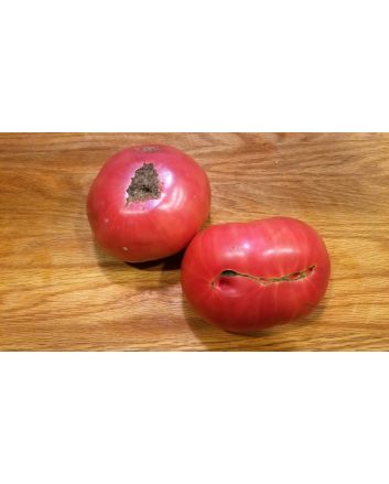 Tomato 'Red Rose' Seeds (Naturally Grown) 