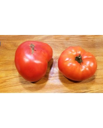 Tomato 'Super Beefsteak'