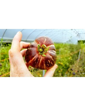 Tomato 'Dark Galaxy' 