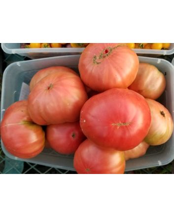 Tomato 'Marianna's Peace' Seeds (Naturally Grown)