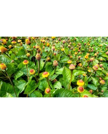 Eyeball/Toothache Plant