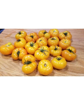 Tomato 'Rumi Banjan'