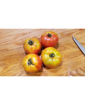 Tomato 'Peron Sprayless' 