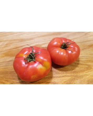 Tomato 'Adventure' Seeds (Naturally Grown)