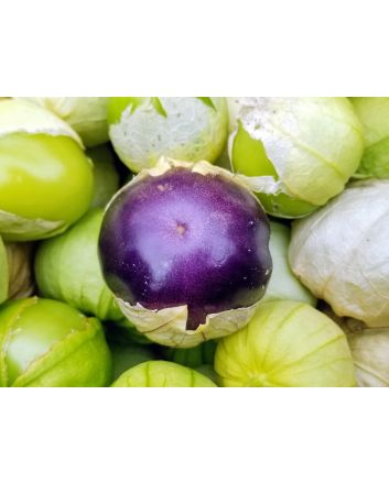 Tomatillo 'Purple'