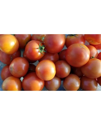 Tomato 'New Yorker' Seeds (Naturally Grown)