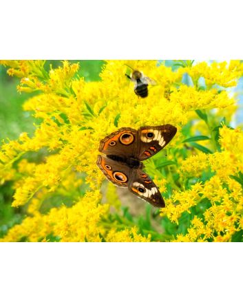 Goldenrod 