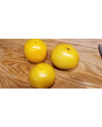 Tomato 'Lemon Boy F2' 