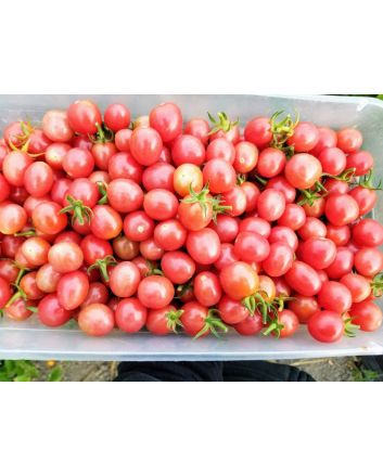 Tomato 'Pink Grape' 